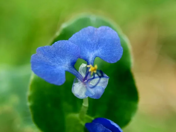 Commelina Diferusa Dağcılık Gündüz Çiçeği Veya Yayılan Gün Çiçeği Doğal — Stok fotoğraf