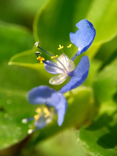 Macro Foto Commelina Diffusa Escalada Girasol Propagación Girasol Con Fondo — Foto de Stock