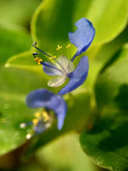 Macro Foto Commelina Diffusa Escalada Flor Dia Propagação Flor Dia — Fotografia de Stock