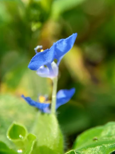 Макрофото Commelina Diffusa Восхождение Подсолнух Распространение Подсолнуха Естественном Фоне — стоковое фото