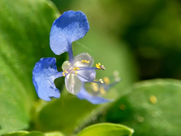 Macro Foto Commelina Diffusa Escalada Flor Dia Propagação Flor Dia — Fotografia de Stock