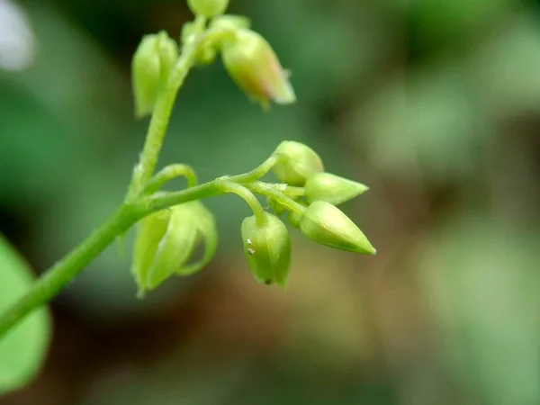 Macro Foto Oxallis Barrelieri Calincing Com Fundo Natural Indonesain Chamá — Fotografia de Stock