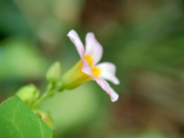 Macro Foto Oxallis Barrelieri Calincing Con Fondo Natural Indonesain Llaman — Foto de Stock