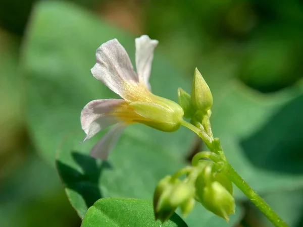 具有自然背景的巨幅照片Oxallis Barrelieri Calincing 不知道怎么称呼它 — 图库照片