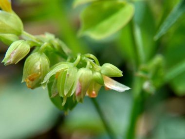 Doğal bir geçmişi olan Macro foto oxallis barrelieri (Calincing). Endonezyalılar buna sakinleştirme ya da zeplin diyorlar.