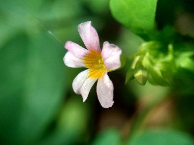 Doğal bir geçmişi olan Macro foto oxallis barrelieri (Calincing). Endonezyalılar buna sakinleştirme ya da zeplin diyorlar.