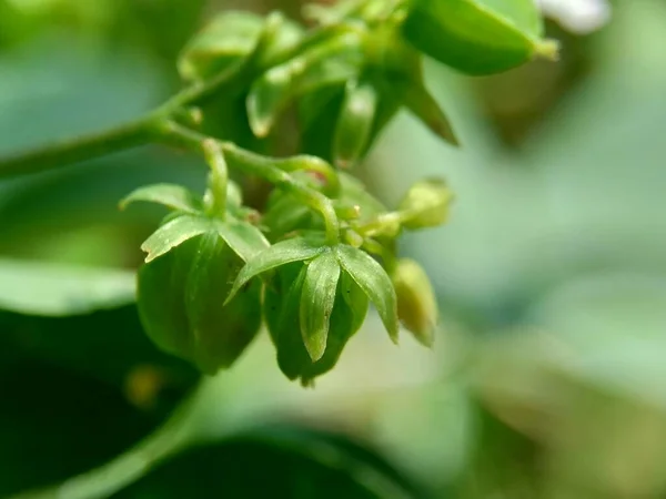 Makro Zdjęcie Oxallis Barrelieri Calincing Naturalnym Tłem Nazywają Uspokajaniem Lub — Zdjęcie stockowe