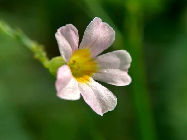 Macro Photo Oxallis Barrelieri Calincing Avec Fond Naturel Indonésien Appellent — Photo