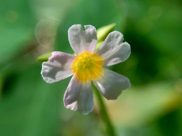 Makro Zdjęcie Oxallis Barrelieri Calincing Naturalnym Tłem Nazywają Uspokajaniem Lub — Zdjęcie stockowe