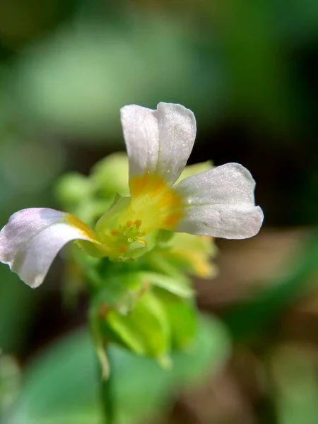 Makro Zdjęcie Oxallis Barrelieri Calincing Naturalnym Tłem Nazywają Uspokajaniem Lub — Zdjęcie stockowe