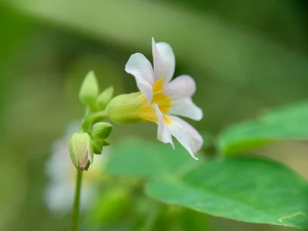 Macro Photo Oxallis Barrelieri Calincing Con Sfondo Naturale Indonesiana Chiamarlo — Foto Stock