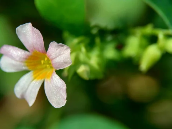 Macro Photo Oxallis Barrelieri Calincing Natural Background Indonesain Call Calincing — Stock Photo, Image