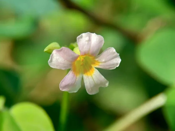 Doğal Bir Geçmişi Olan Macro Foto Oxallis Barrelieri Calincing Endonezyalılar — Stok fotoğraf