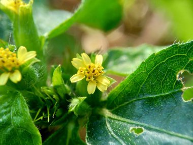 Düğüm otunun Macro fotoğrafı (Synedrella nodiflora, synderella otu olarak da bilinir) doğal bir geçmişi vardır..