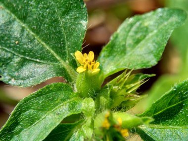 Düğüm otunun Macro fotoğrafı (Synedrella nodiflora, synderella otu olarak da bilinir) doğal bir geçmişi vardır..