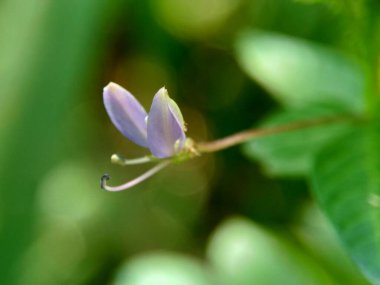 Cleome Rutidosperma 'nın (püsküllü örümcek çiçeği, mor Cleome, anne ungu, anne lanang) doğal bir görüntüsü.