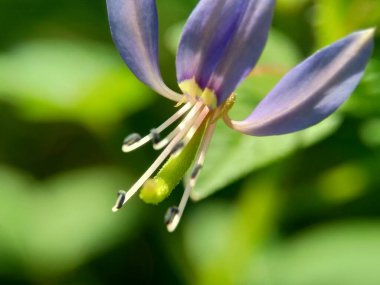 Cleome Rutidosperma 'nın (püsküllü örümcek çiçeği, mor Cleome, anne ungu, anne lanang) doğal bir görüntüsü.