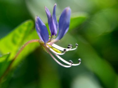 Cleome Rutidosperma 'nın (püsküllü örümcek çiçeği, mor Cleome, anne ungu, anne lanang) doğal bir görüntüsü.