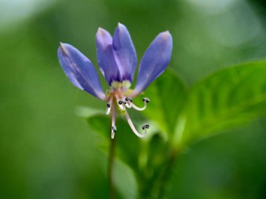 Cleome Rutidosperma 'nın (püsküllü örümcek çiçeği, mor Cleome, anne ungu, anne lanang) doğal bir görüntüsü.