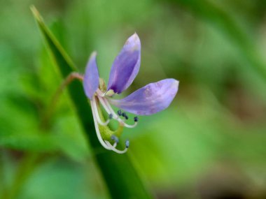 Cleome Rutidosperma 'nın (püsküllü örümcek çiçeği, mor Cleome, anne ungu, anne lanang) doğal bir görüntüsü.