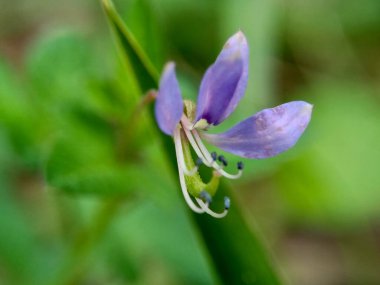Cleome Rutidosperma 'nın (püsküllü örümcek çiçeği, mor Cleome, anne ungu, anne lanang) doğal bir görüntüsü.