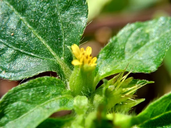 具有自然背景的节点杂草 也被称为Synedrella Nodiflora Synderella Weed 的宏观照片 — 图库照片
