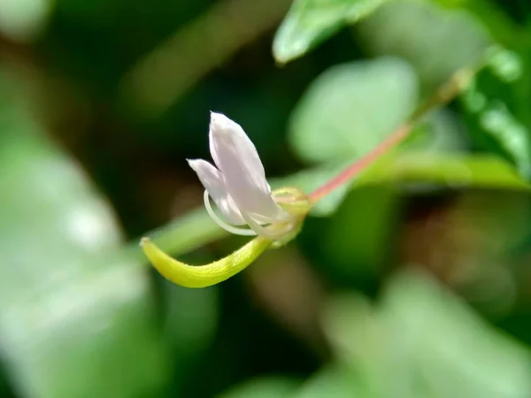 自然を背景にしたクレオメルティドスペルマ 蜘蛛の花 紫のクリーム ママンウング ママンラン のマクロ撮影 — ストック写真