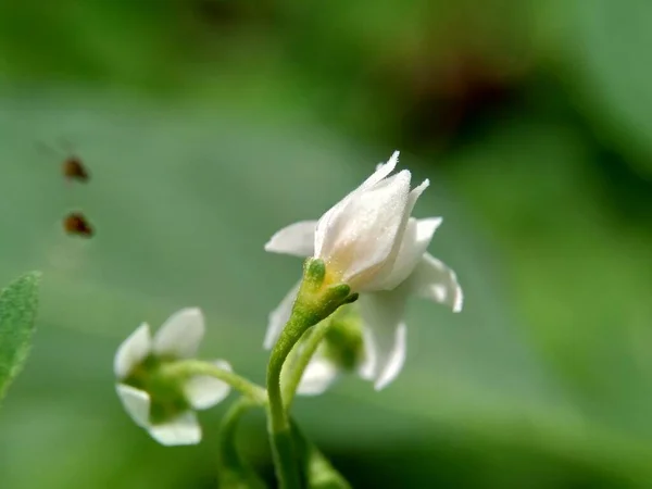 Macro Shot Cleome Rutidosperma Fiore Ragno Frangiato Cleome Viola Maman — Foto Stock