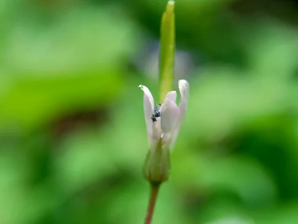 自然を背景にしたクレオメルティドスペルマ 蜘蛛の花 紫のクリーム ママンウング ママンラン のマクロ撮影 — ストック写真