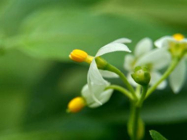 Solanum nigrum (siyah gece tonu, ranti, lenca, böğürtlen üzümü, Avrupa siyah gece tonu) doğal arka planda bulunur. Tesisin, antik Yunanistan 'a dayanan tıbbi kullanım geçmişi var..