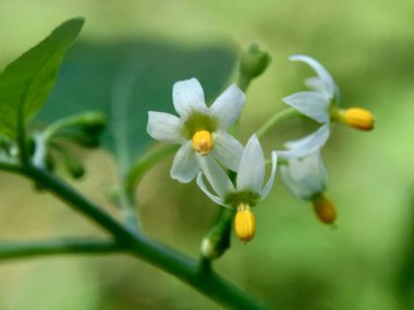 Solanum nigrum (siyah gece tonu, ranti, lenca, böğürtlen üzümü, Avrupa siyah gece tonu) doğal arka planda bulunur. Tesisin, antik Yunanistan 'a dayanan tıbbi kullanım geçmişi var..