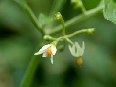 Solanum nigrum (siyah gece tonu, ranti, lenca, böğürtlen üzümü, Avrupa siyah gece tonu) doğal arka planda bulunur. Tesisin, antik Yunanistan 'a dayanan tıbbi kullanım geçmişi var..