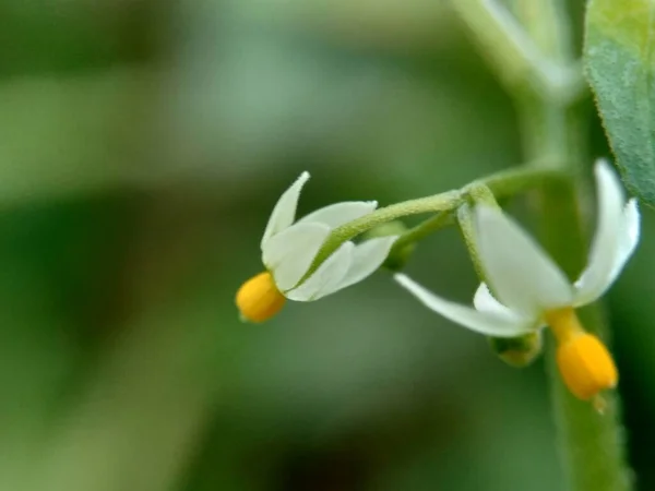 Solanum Nigrum Sombra Nocturna Negra Ranti Lenca Sombra Nocturna Mora — Foto de Stock