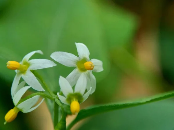 Solanum Nigrum Sombra Nocturna Negra Ranti Lenca Sombra Nocturna Mora —  Fotos de Stock