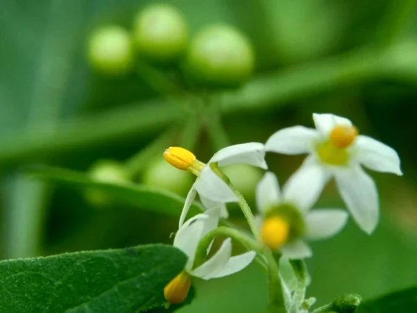 Solanum Nigrum Black Night Shade Ranti Lenca Blackberry Nightshade European — Stock Photo, Image