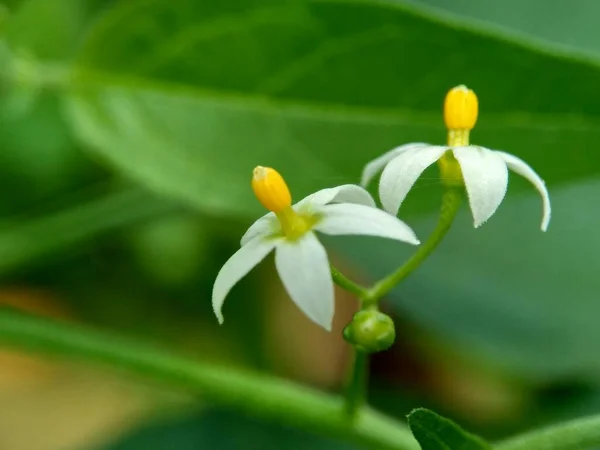 Solanum Nigrum Sombra Nocturna Negra Ranti Lenca Sombra Nocturna Mora — Foto de Stock