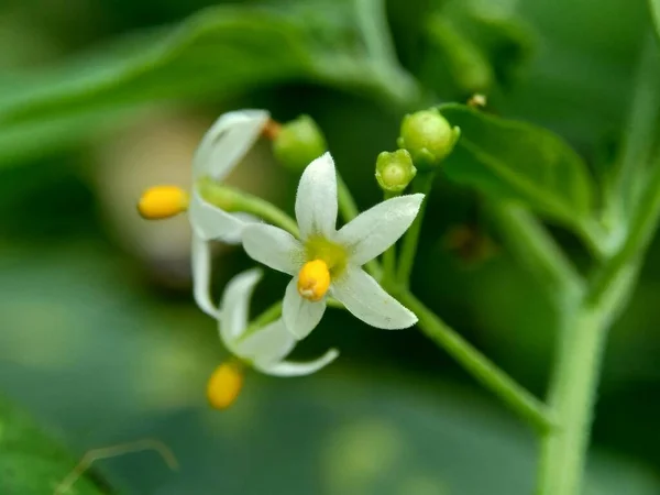 Solanum nigrum (black night shade, ranti, lenca, blackberry nightshade, European black night shade) with natural background. The plant has a history of medicinal usage, dating back to ancient Greece.