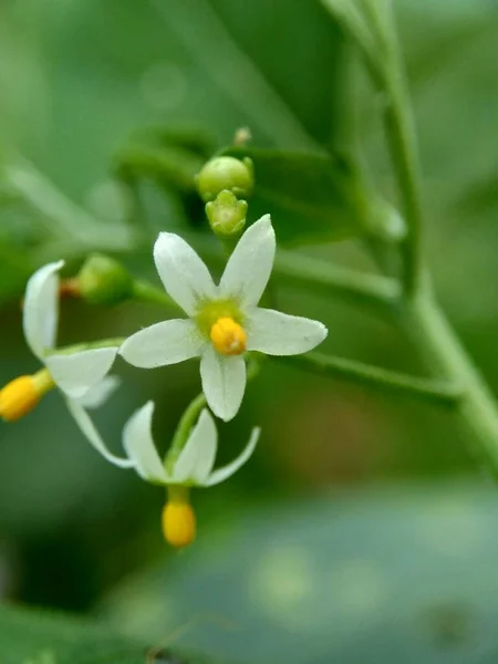 Solanum Nigrum Zwarte Nachtschaduw Ranti Lenca Blackberry Nachtschaduw Europese Zwarte — Stockfoto