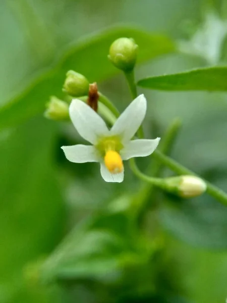 Solanum Nigrum Sombra Nocturna Negra Ranti Lenca Sombra Nocturna Mora — Foto de Stock