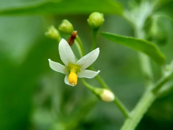 Solanum Nigrum Ombra Notturna Nera Ranti Lenca Belladonna Mora Ombra — Foto Stock