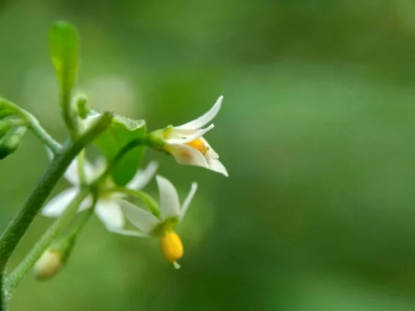 Solanum Nigrum Sombra Nocturna Negra Ranti Lenca Sombra Nocturna Mora — Foto de Stock