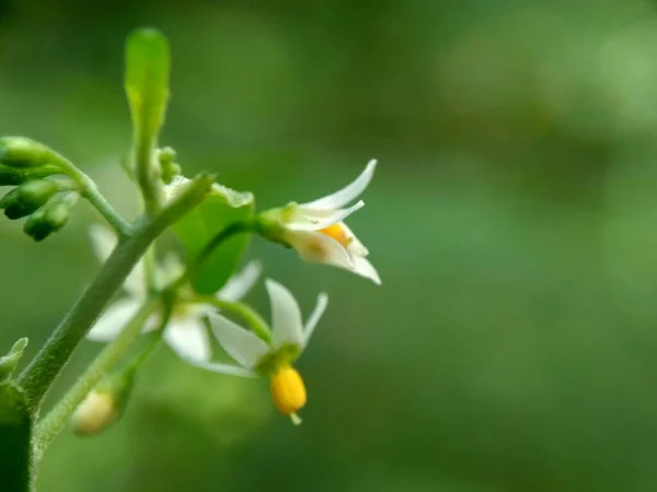 Solanum Nigrum Czarny Odcień Nocny Ranti Lenca Jeżyna Europejski Czarny — Zdjęcie stockowe