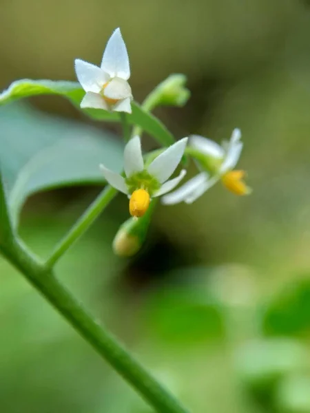 Solanum Nigrum Black Night Shade Ranti Lenca Blackberry Nightshade European — Stock Photo, Image