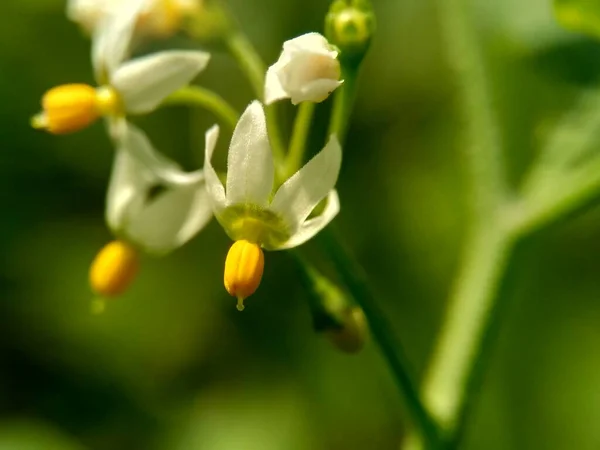 Solanum Nigrum Black Night Shade Ranti Lenca Blackberry Nightshade European — стоковое фото