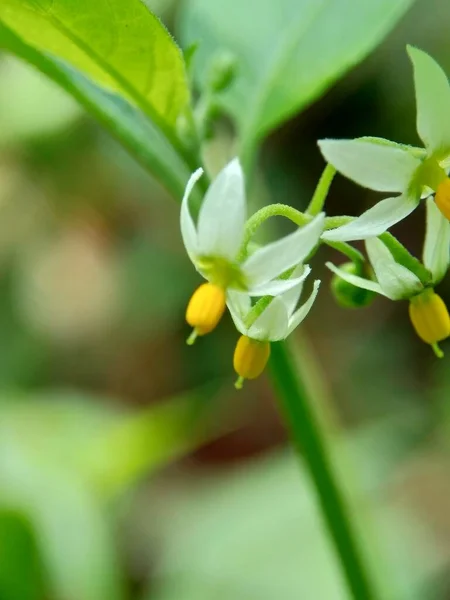 Solanum Nigrum Fekete Éjszakai Árnyalat Ranti Lenca Szeder Nadragulya Európai — Stock Fotó