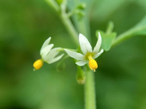 Solanum Nigrum Sombra Nocturna Negra Ranti Lenca Sombra Nocturna Mora — Foto de Stock