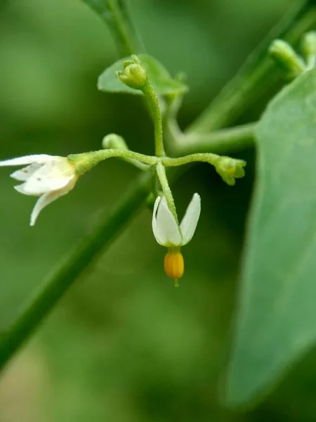 Solanum Nigrum Black Night Shade Ranti Lenca Blackberry Nightshade European — стоковое фото