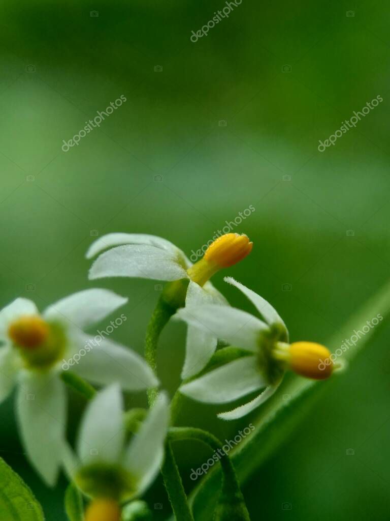 mangkelin1