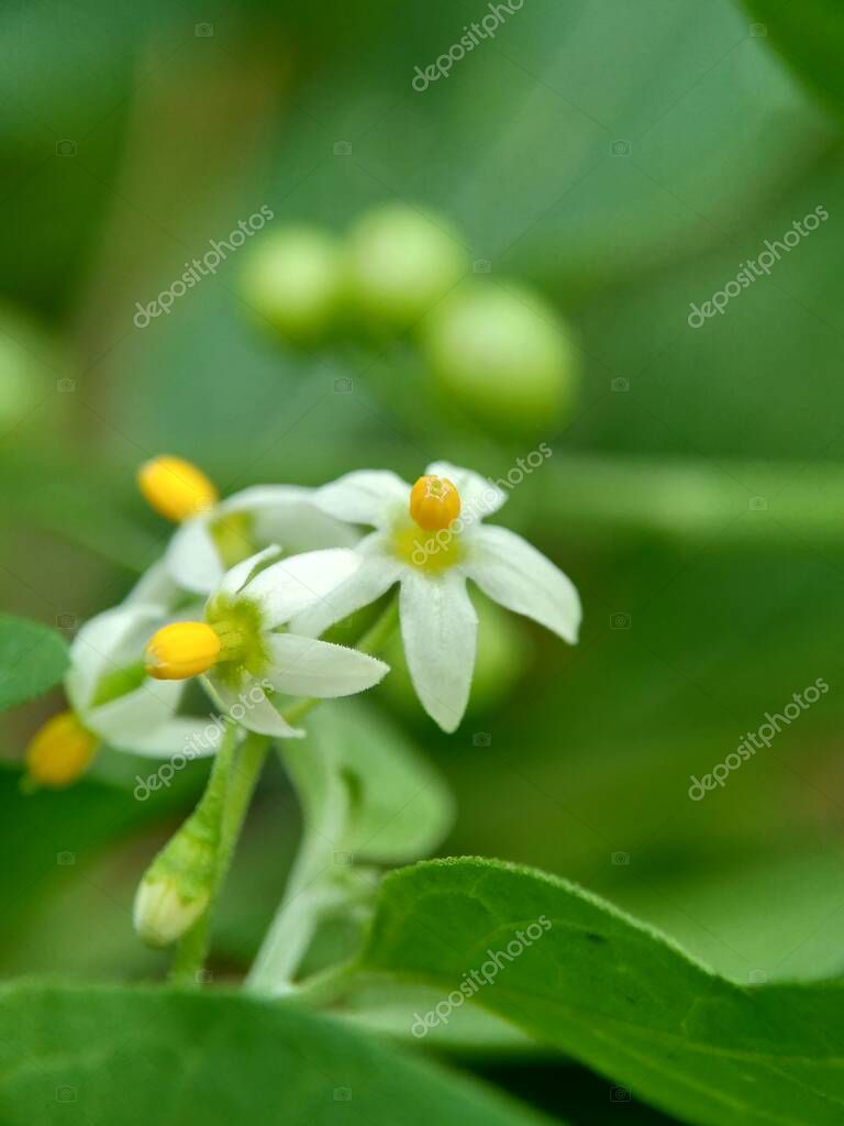 mangkelin1