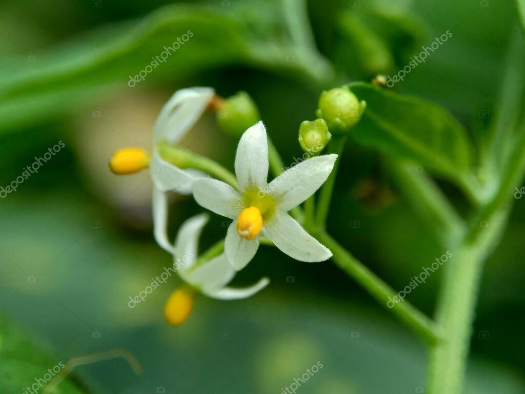 mangkelin1
